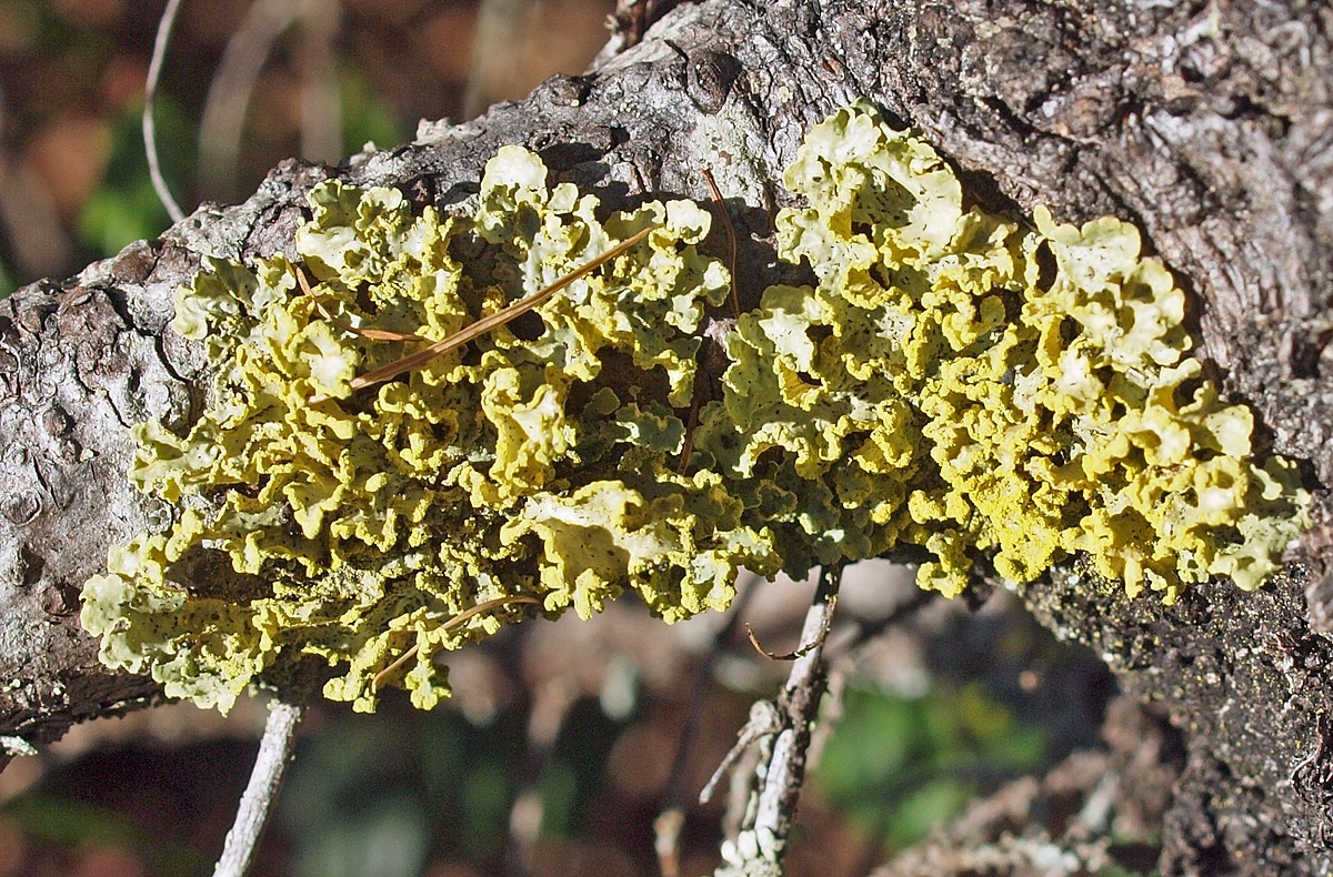 Vulpicida pinastri Natural Atlas
