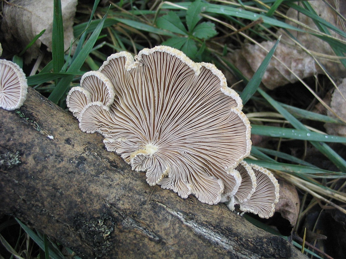 Schizophyllum | Natural Atlas