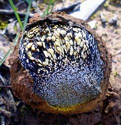 Pisolithus arhizus | Natural Atlas