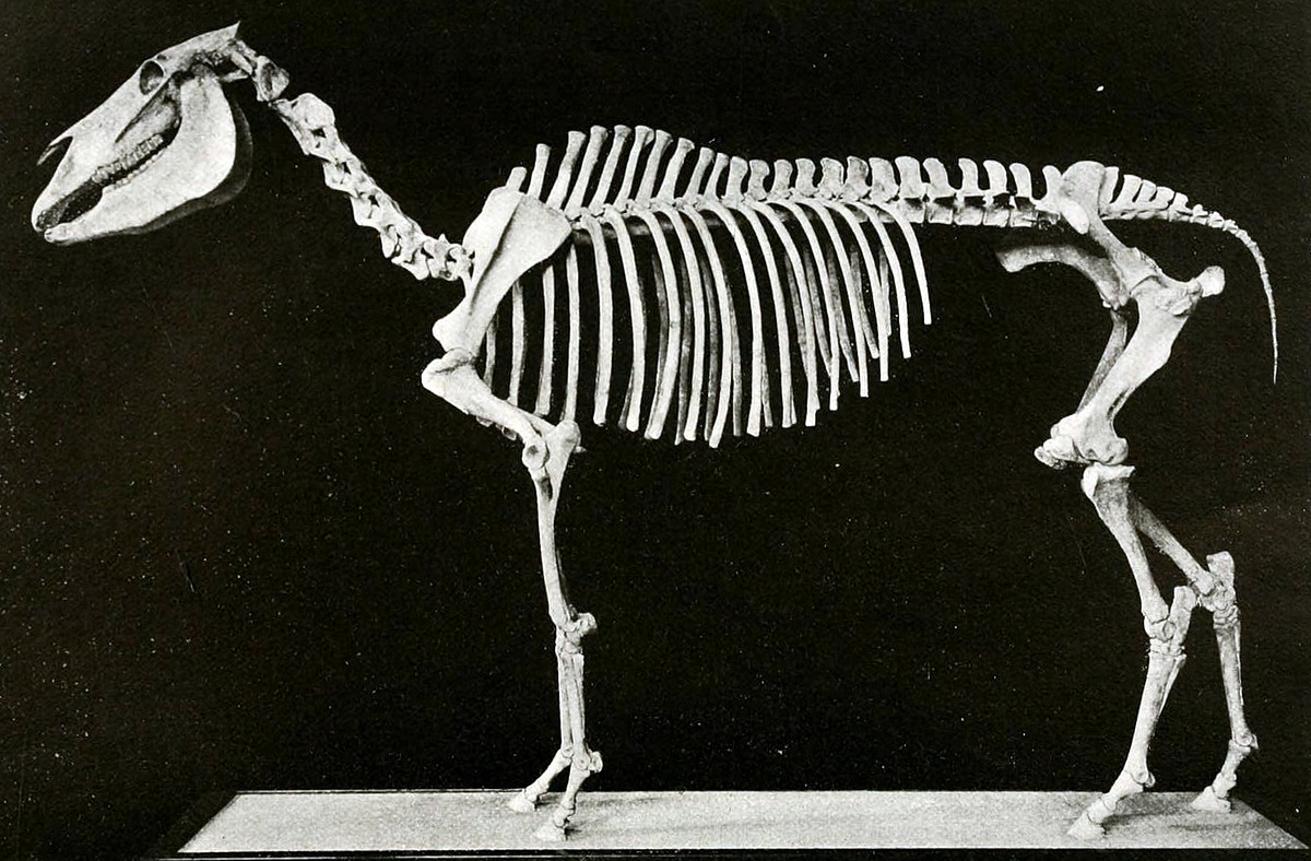 Equus Fossil | Natural Atlas