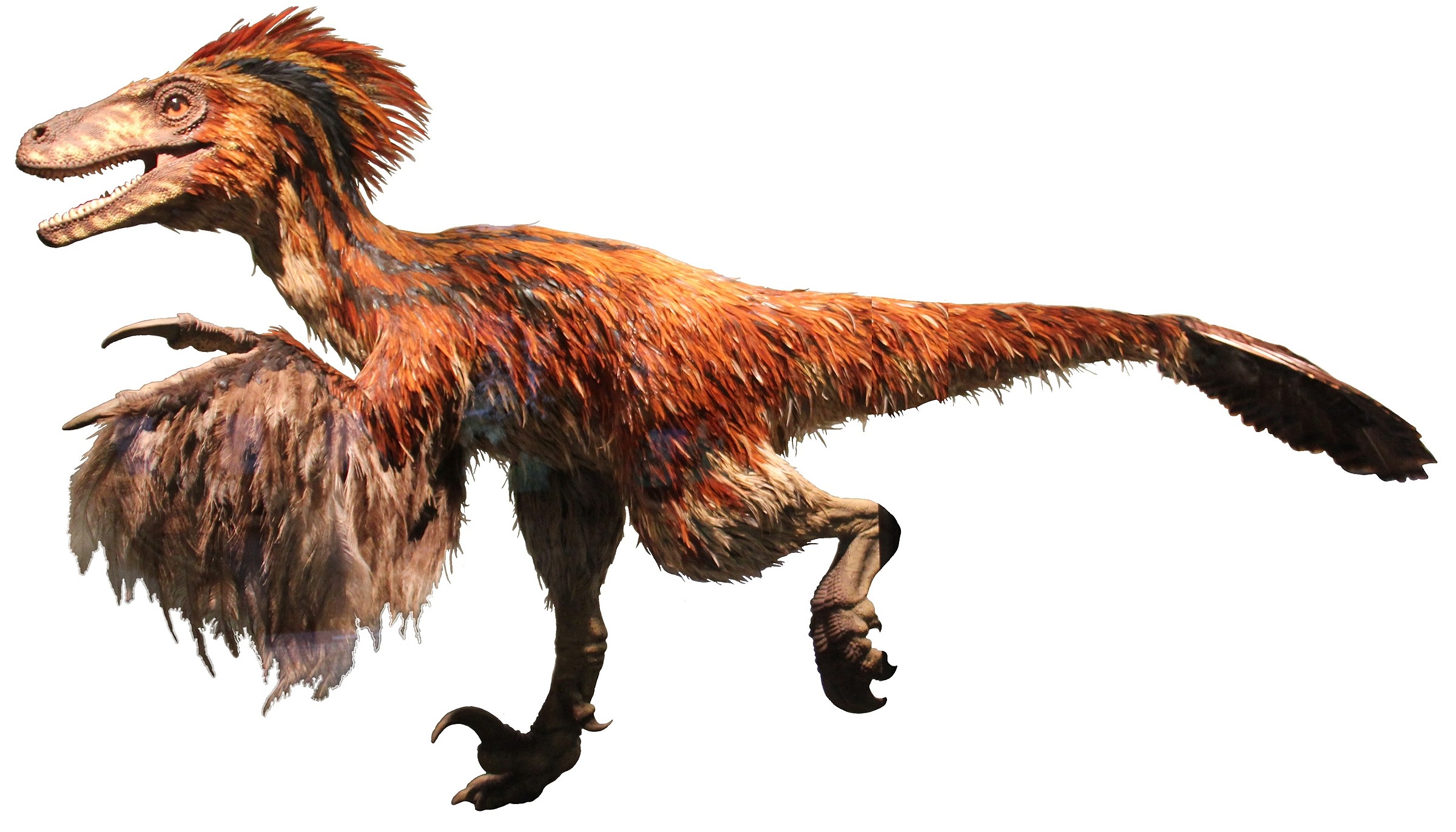 Deinonychus | Natural Atlas