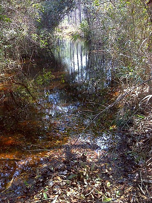 Croatan National Forest Map Natural - 400
