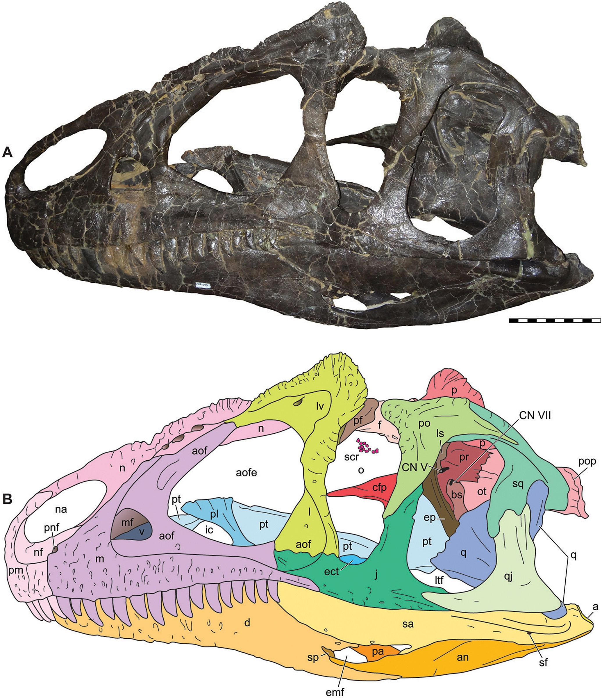 Allosaurus | Natural Atlas