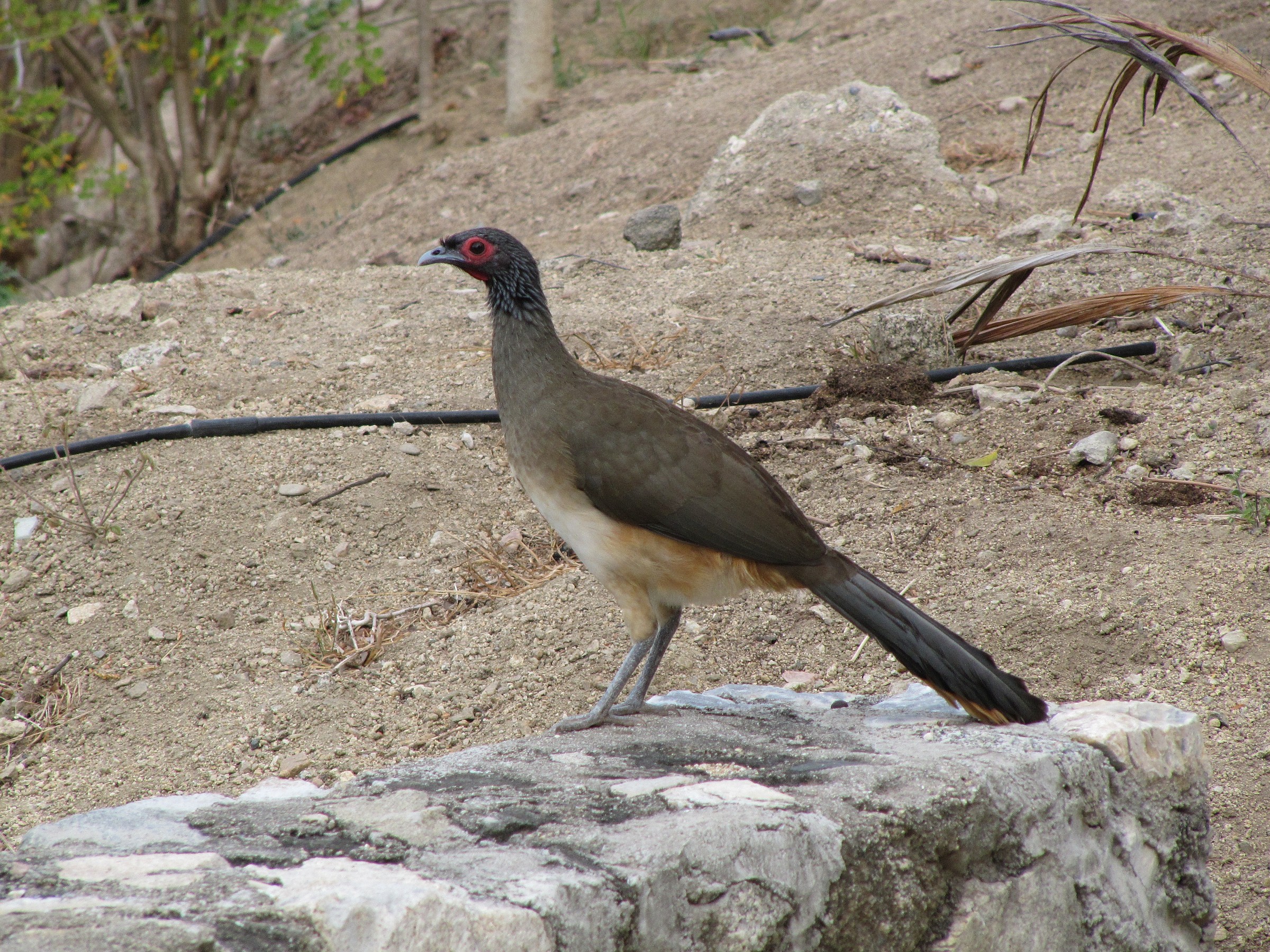 West Mexican Chachalaca | Natural Atlas