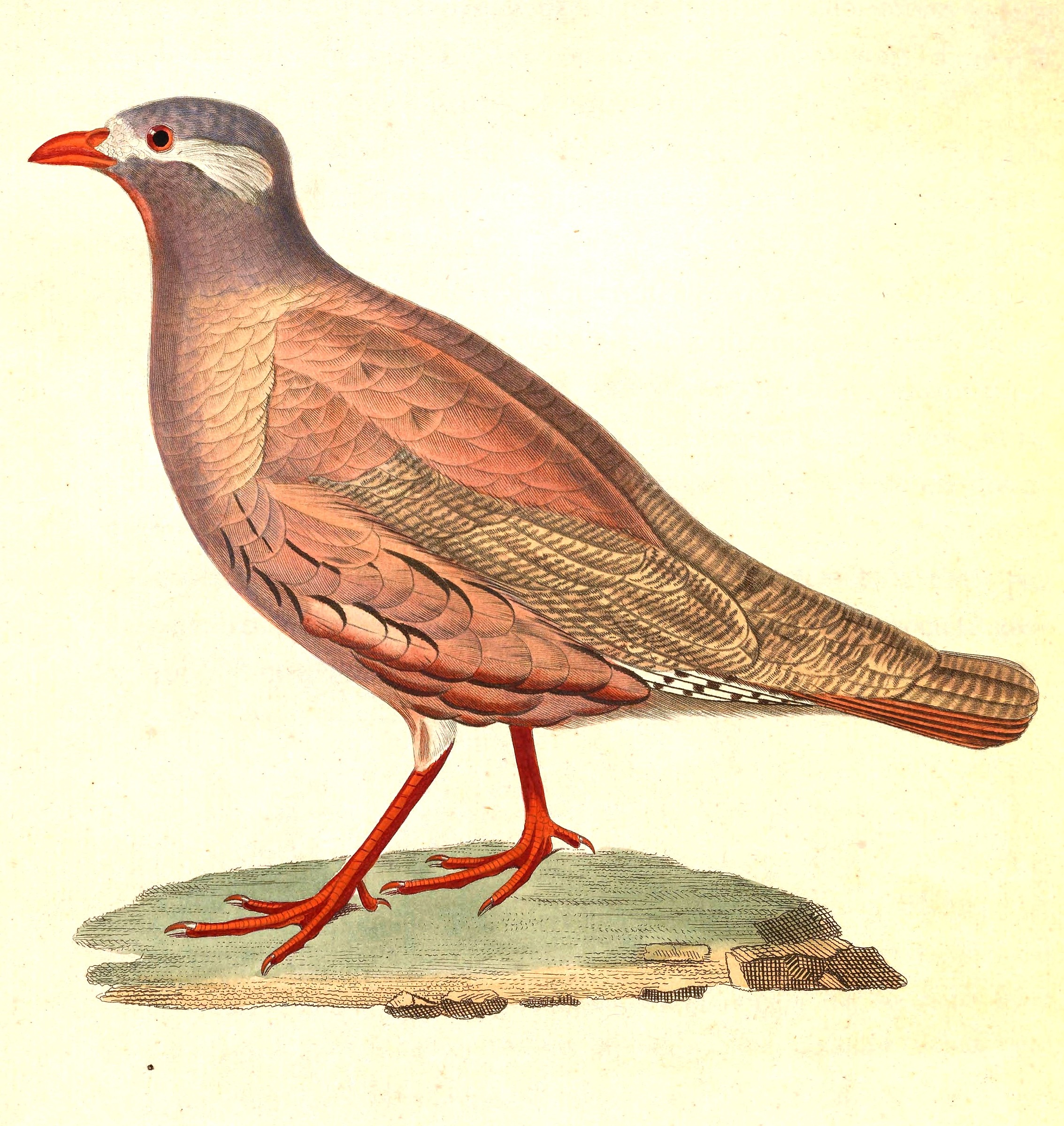 Partridge Namibia Sand Partridge | Natural Atlas