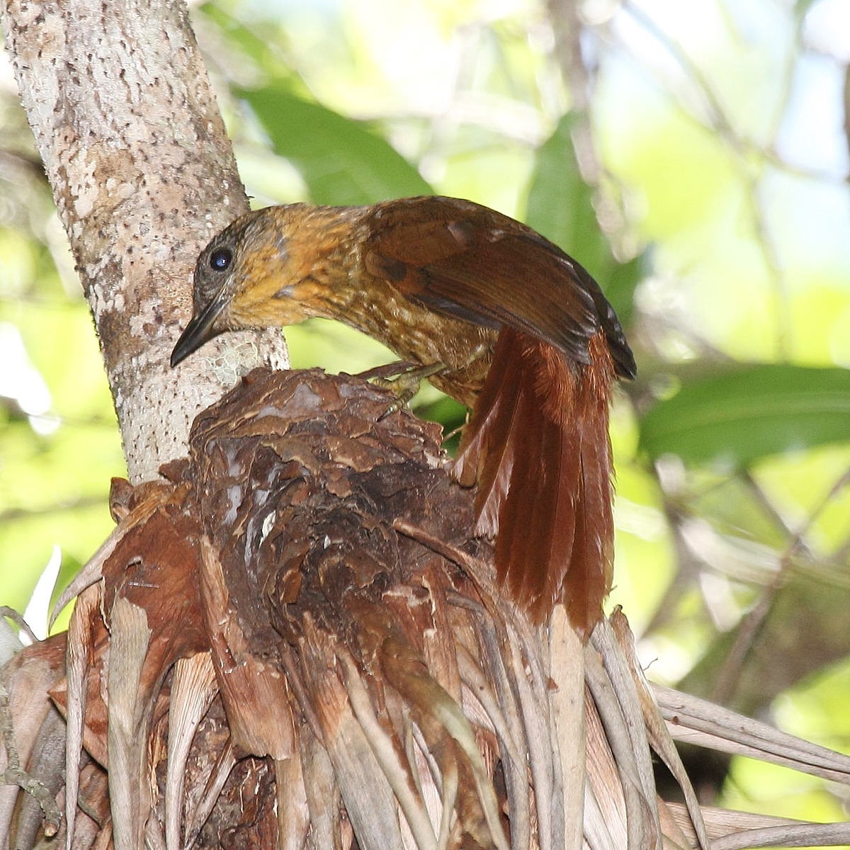 Streak-Breasted Treehunter | Natural Atlas