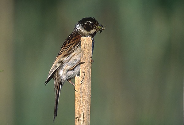 Common Reed Bunting | Natural Atlas