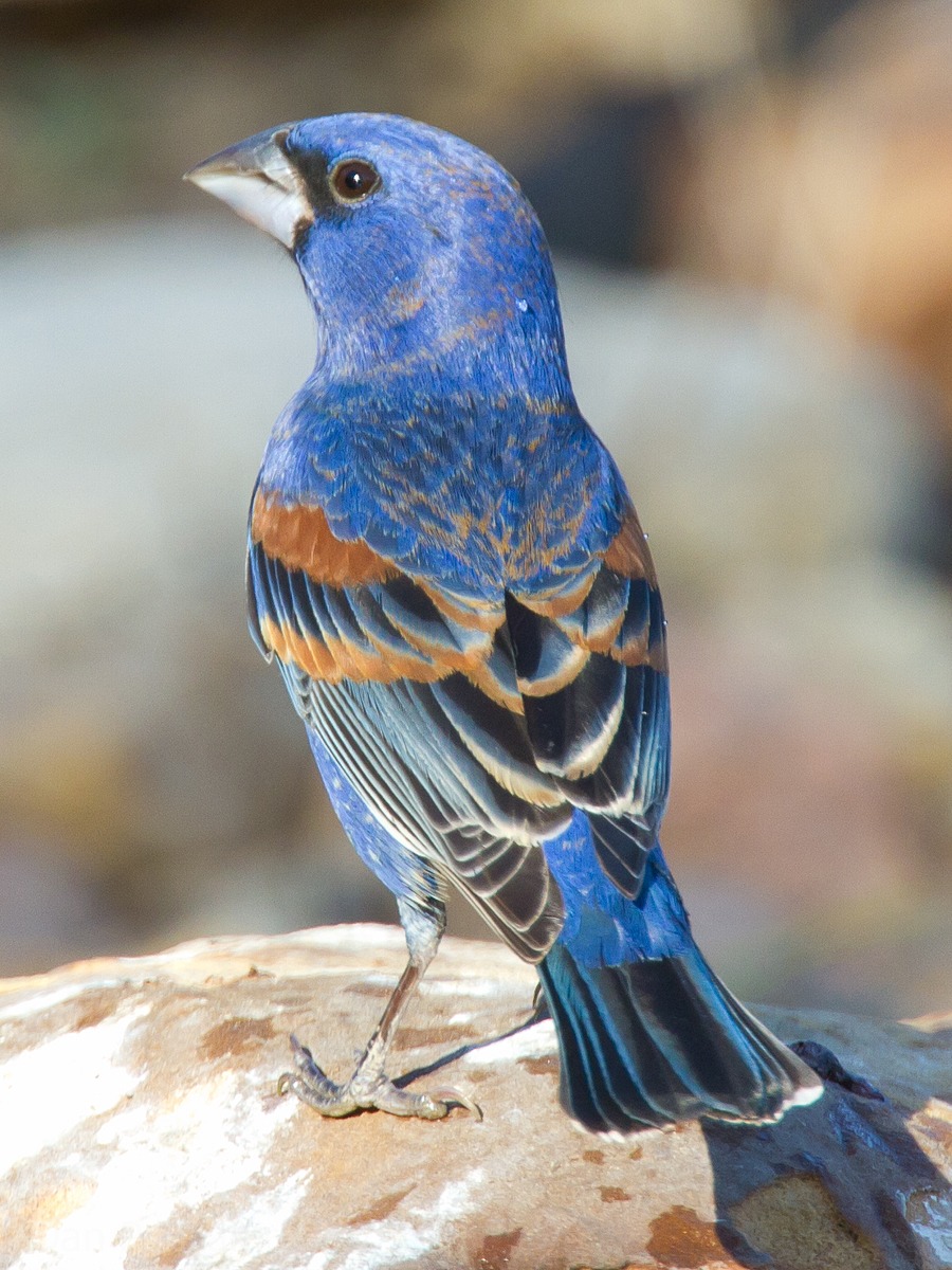 Blue Grosbeak Natural Atlas