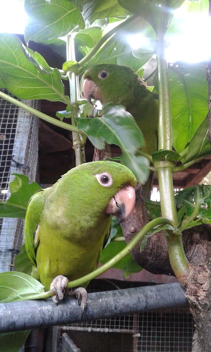 Pacific Parakeet | Natural Atlas