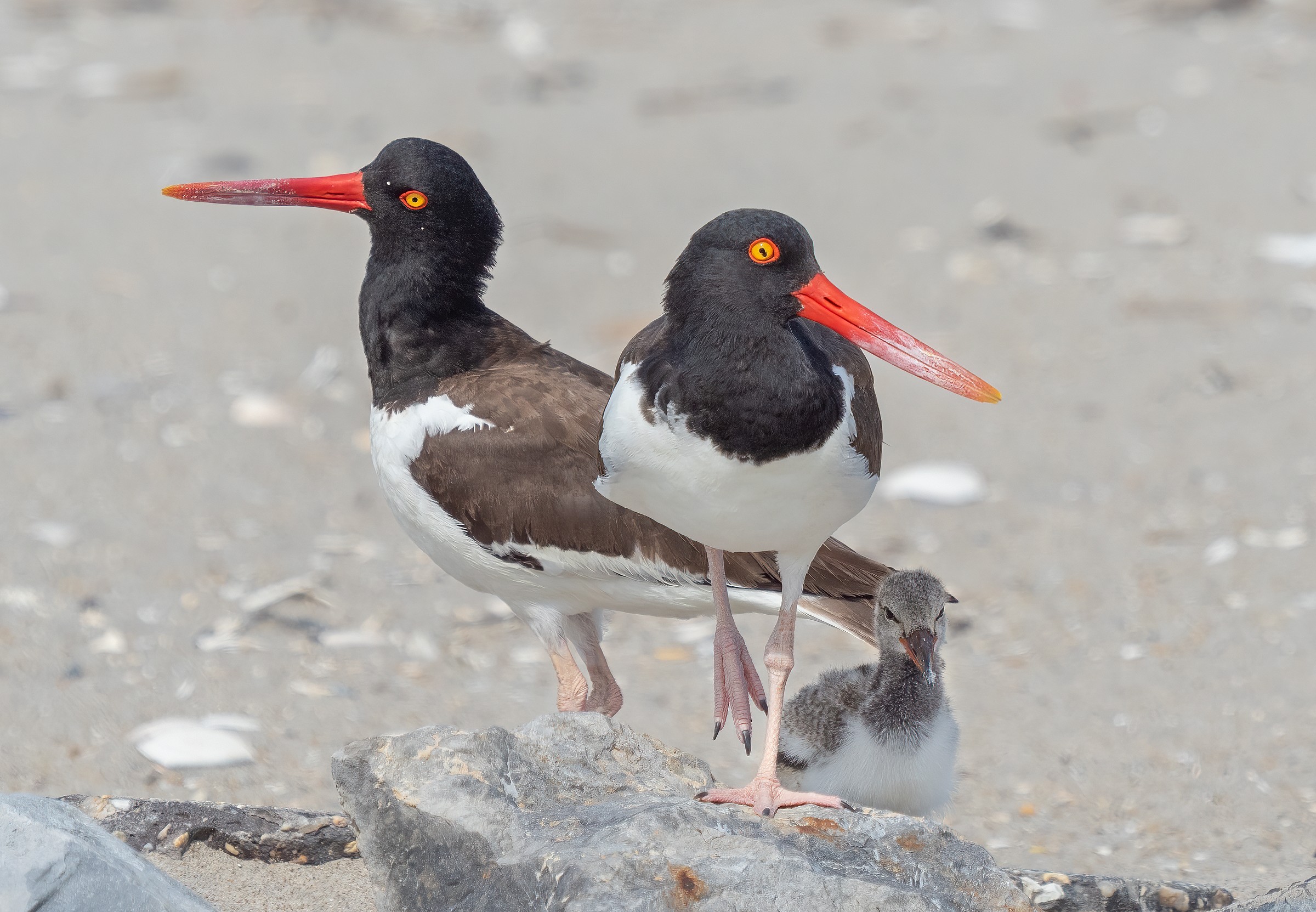 Oystercatcher Whidbey - u07n59x