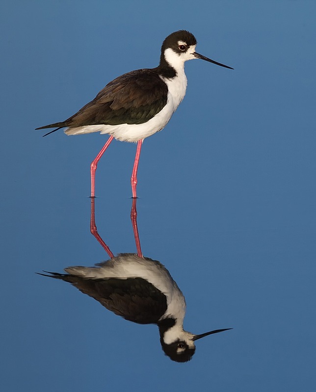 Black Necked Stilt Natural Atlas - 800