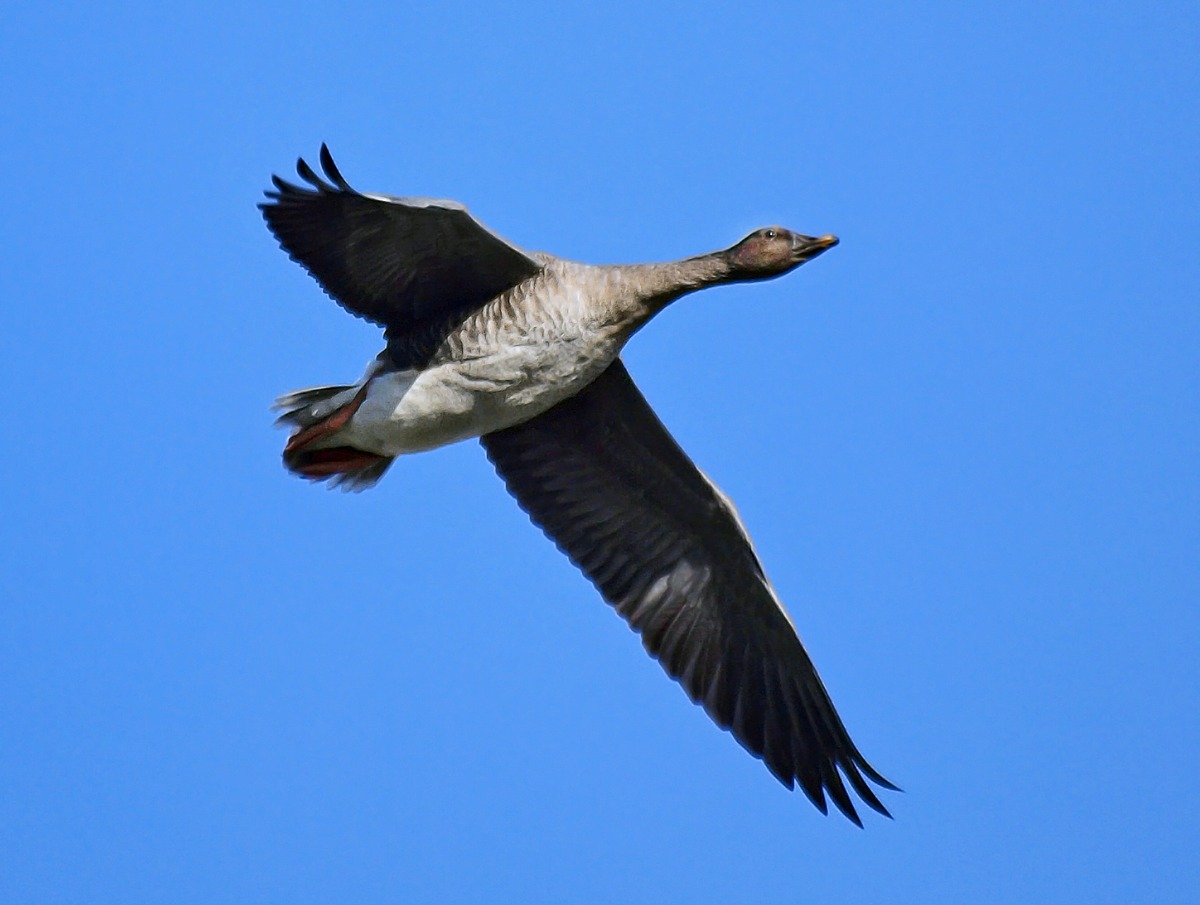 Taiga Bean Goose Natural Atlas