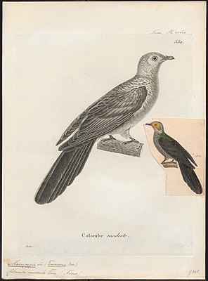Black CuckooDove Natural Atlas