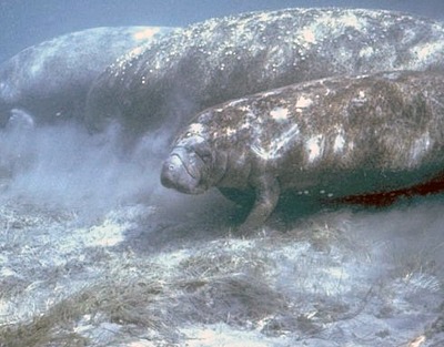 West Indian Manatee | Natural Atlas