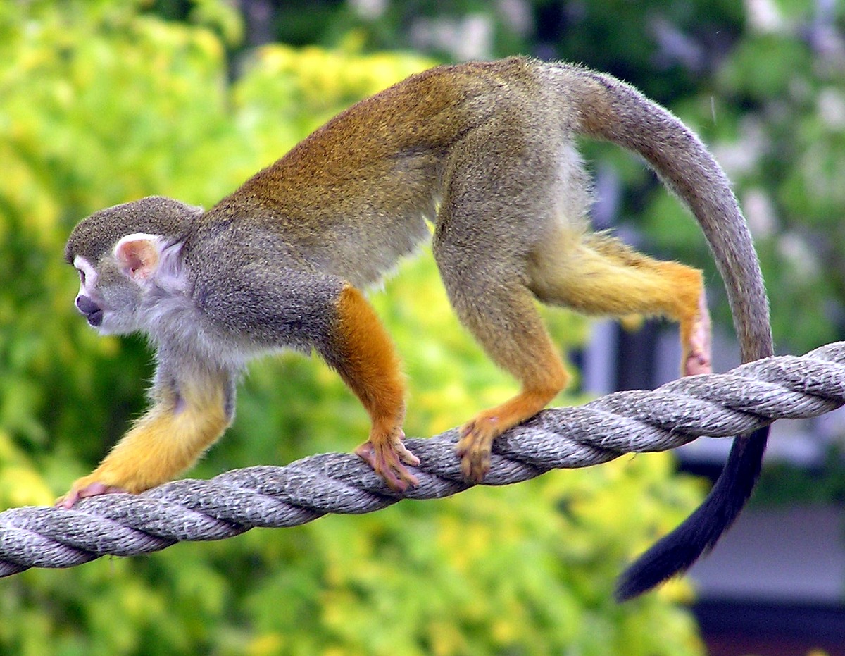 Squirrel Monkeys | Natural Atlas
