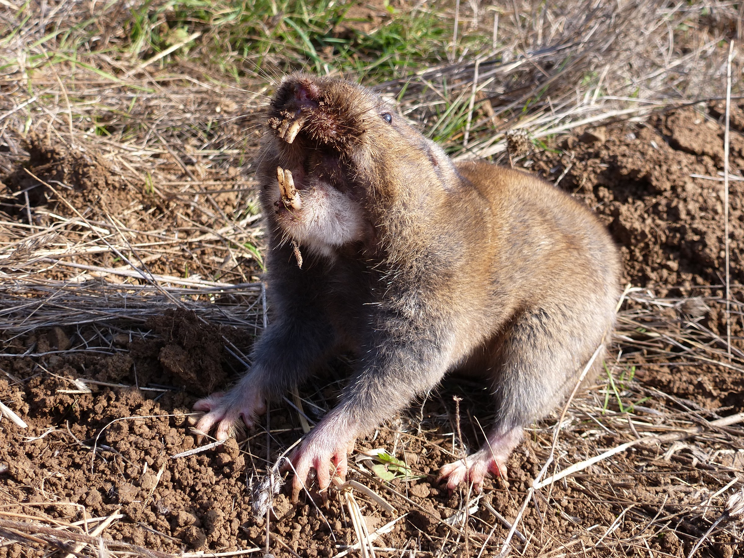 Pocket Gophers | Natural Atlas