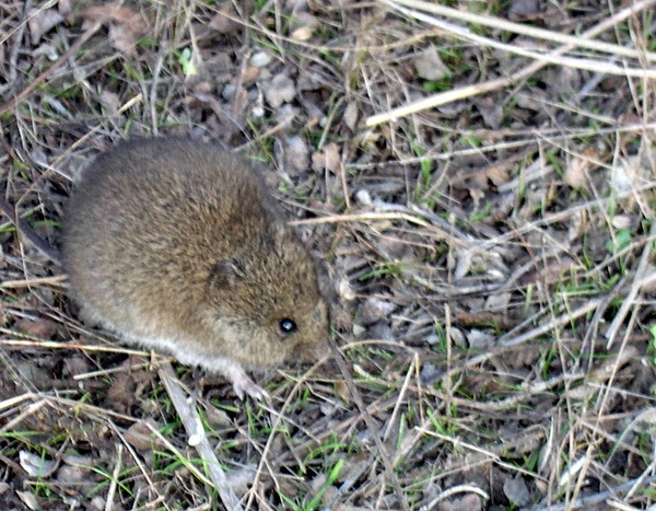 Reithrodontomys Natural Atlas