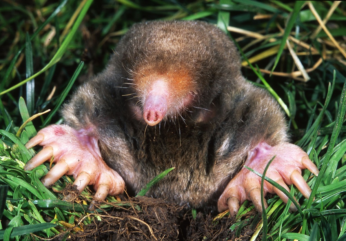 Eastern Mole Natural Atlas