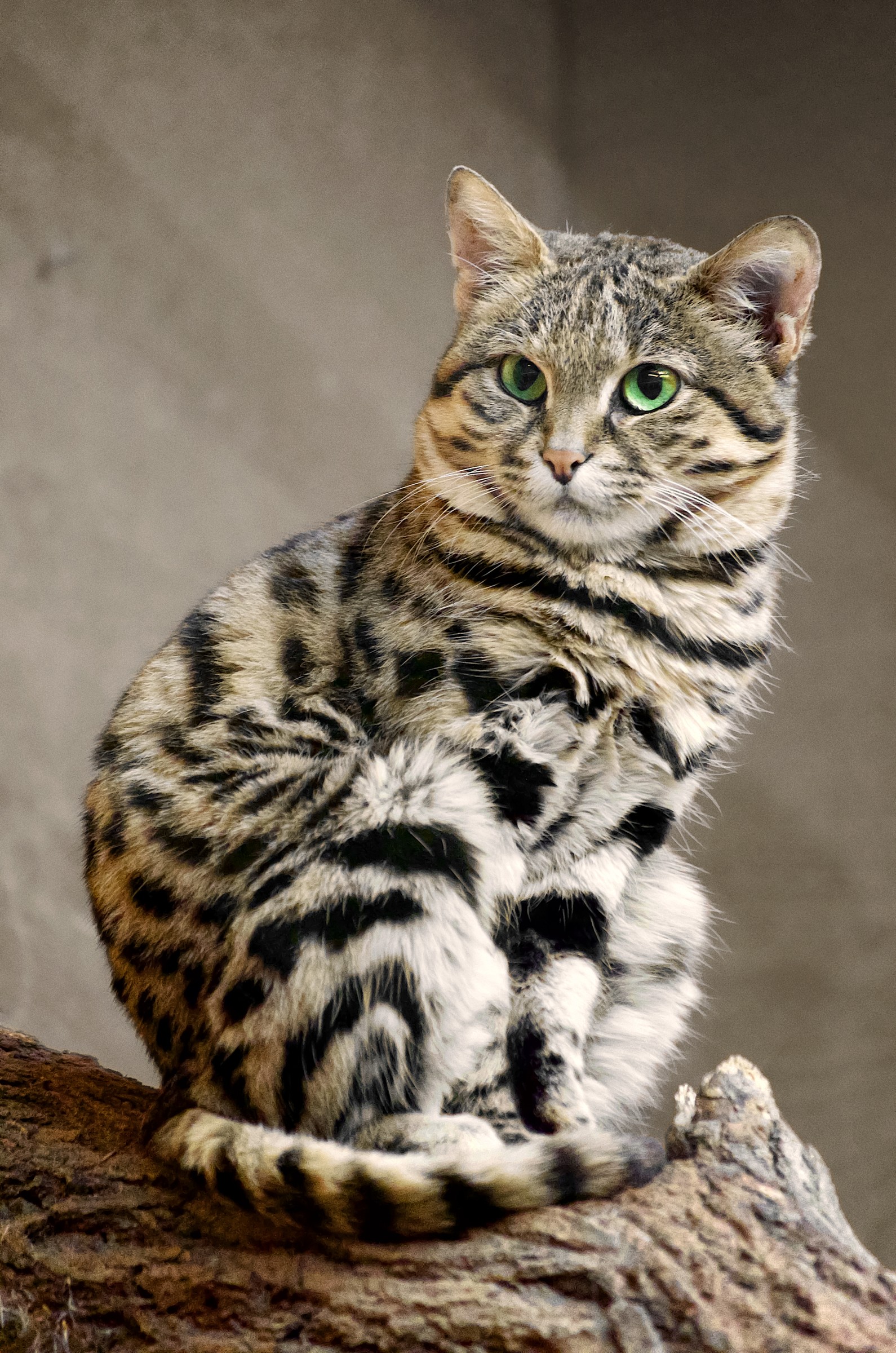black-footed-cat-natural-atlas