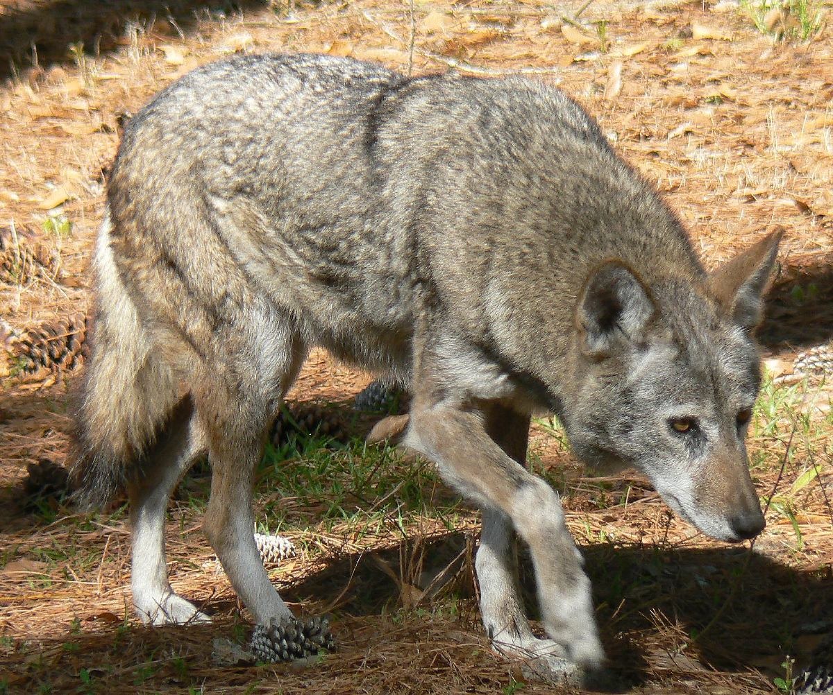 Red Wolf Natural Atlas