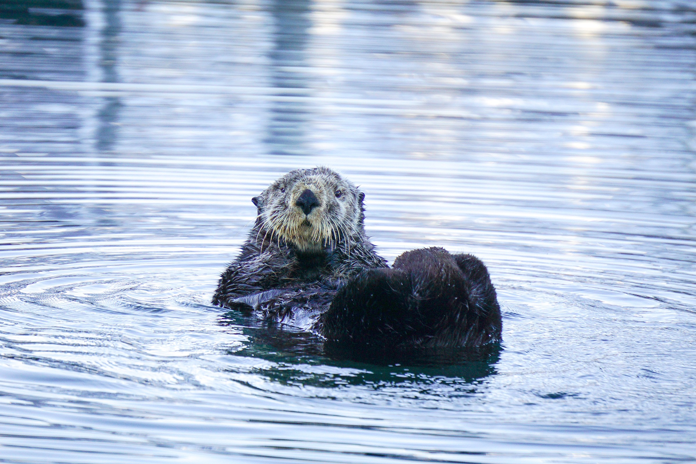 Sea Otter | Natural Atlas