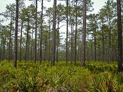 Osceola National Forest Map – Natural Atlas