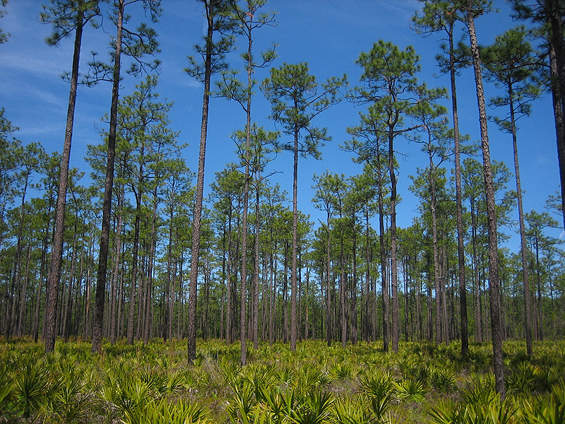 Osceola National Forest Map Natural Atlas