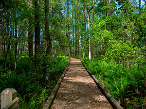 Osceola National Forest Map – Natural Atlas