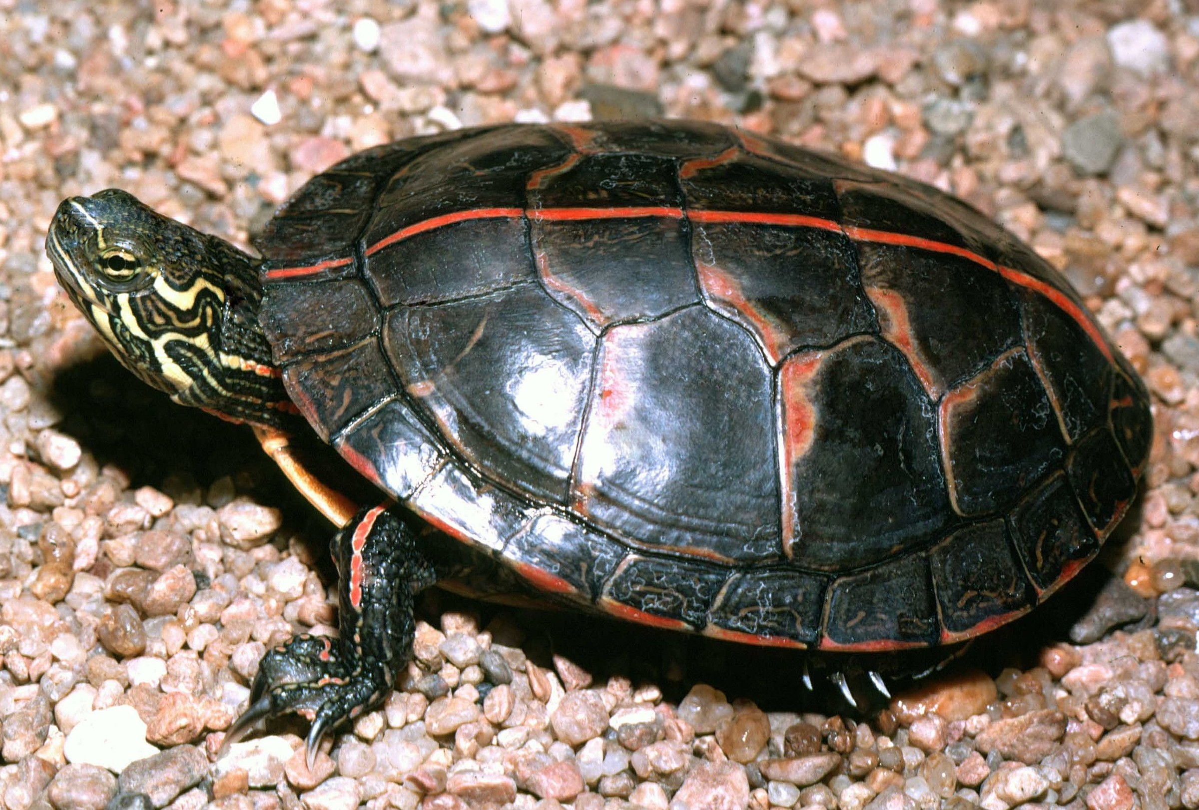 Chrysemys picta dorsalis Natural Atlas