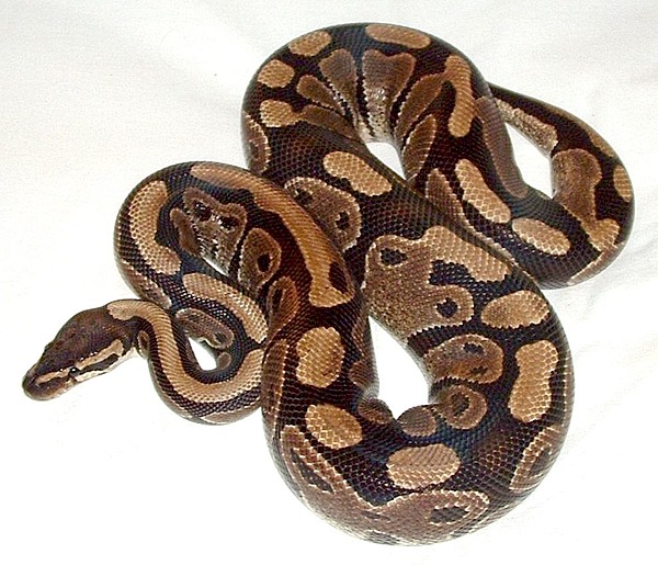 Ball Python | Natural Atlas
