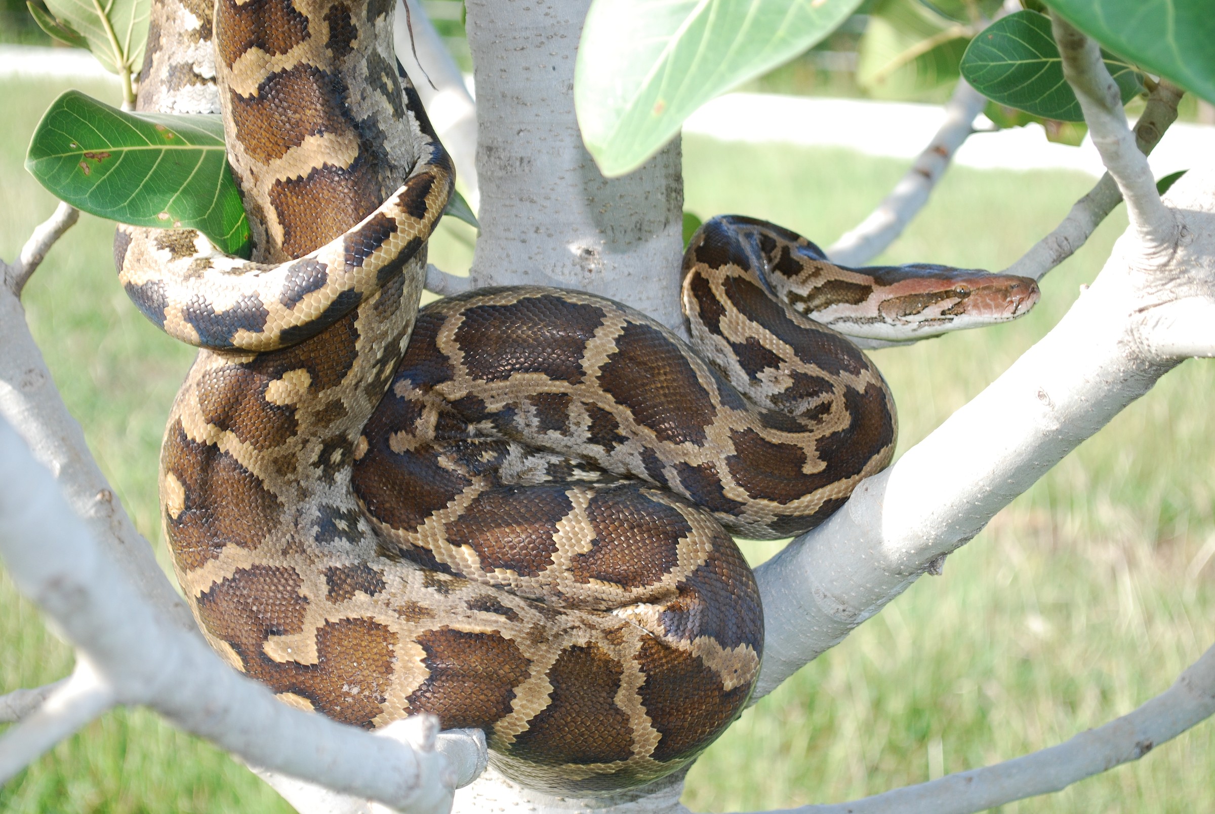 Tiger Python | Natural Atlas