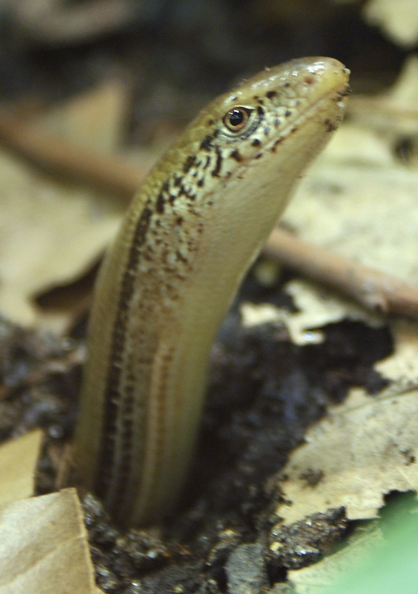 Slender Glass Lizard Natural Atlas