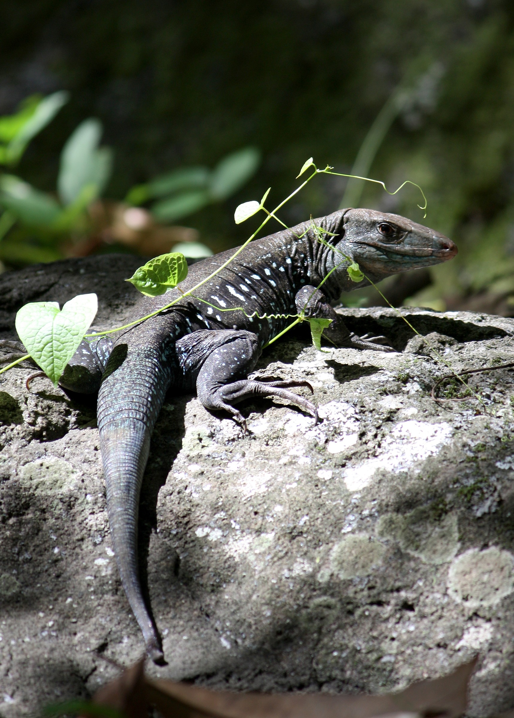 Dominican Ground Lizard | Natural Atlas