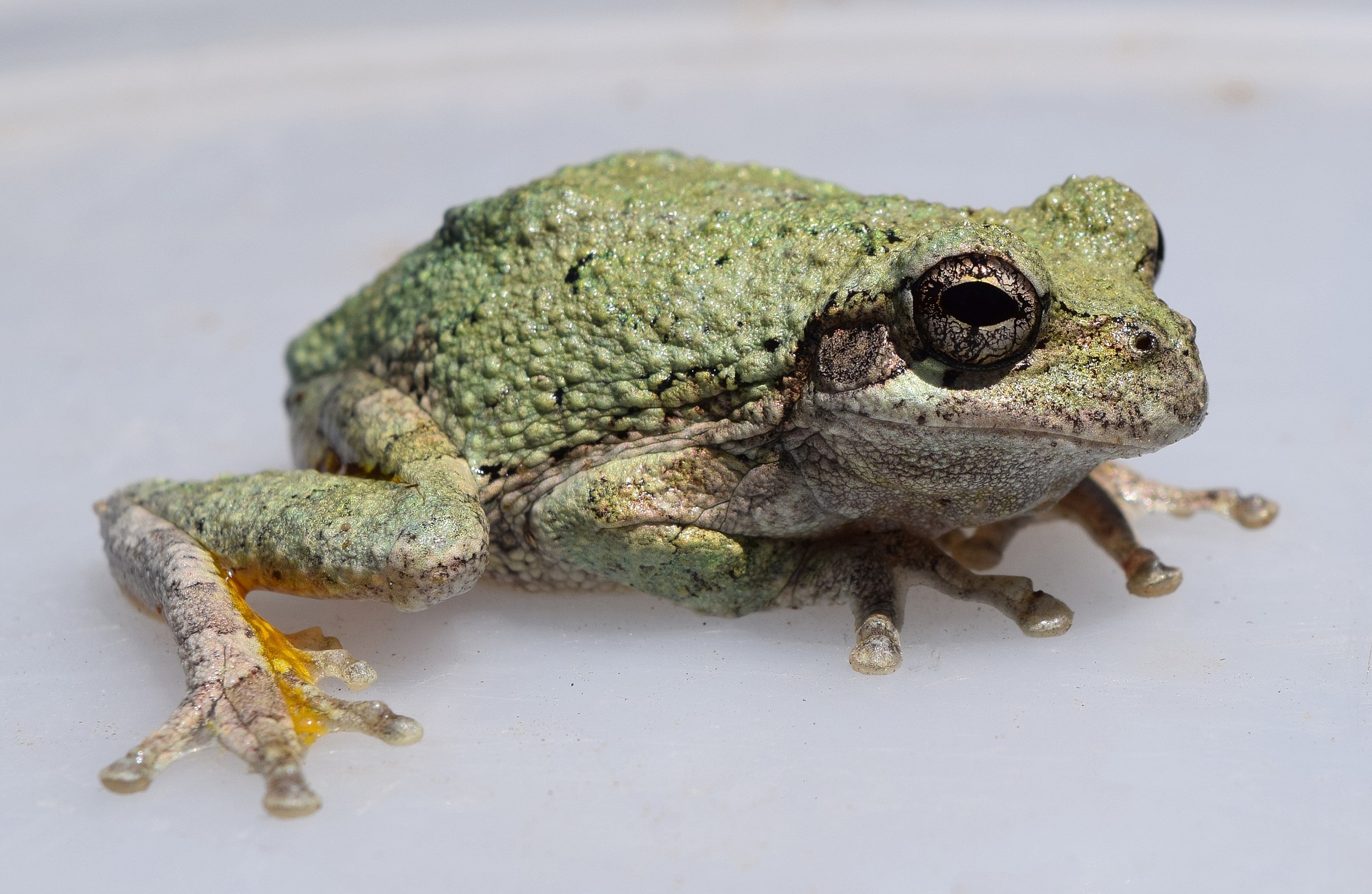 Cope's Gray Tree Frog Natural Atlas