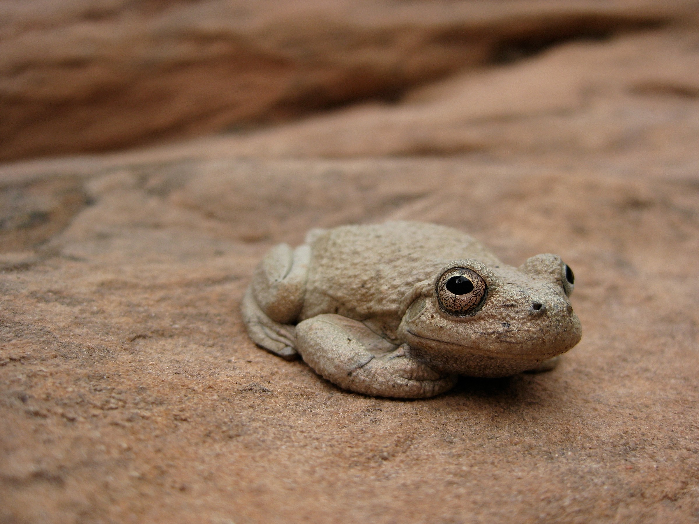 Canyon Tree Frog Natural Atlas
