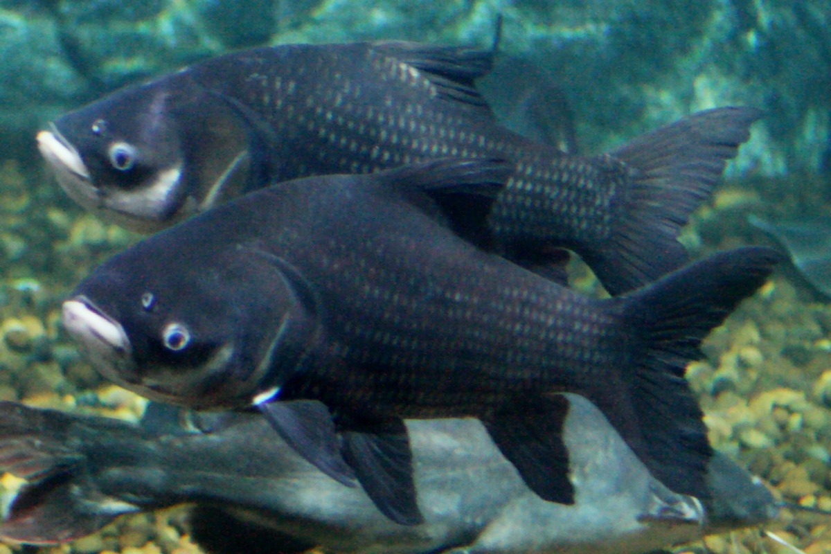 Giant Barb | Natural Atlas