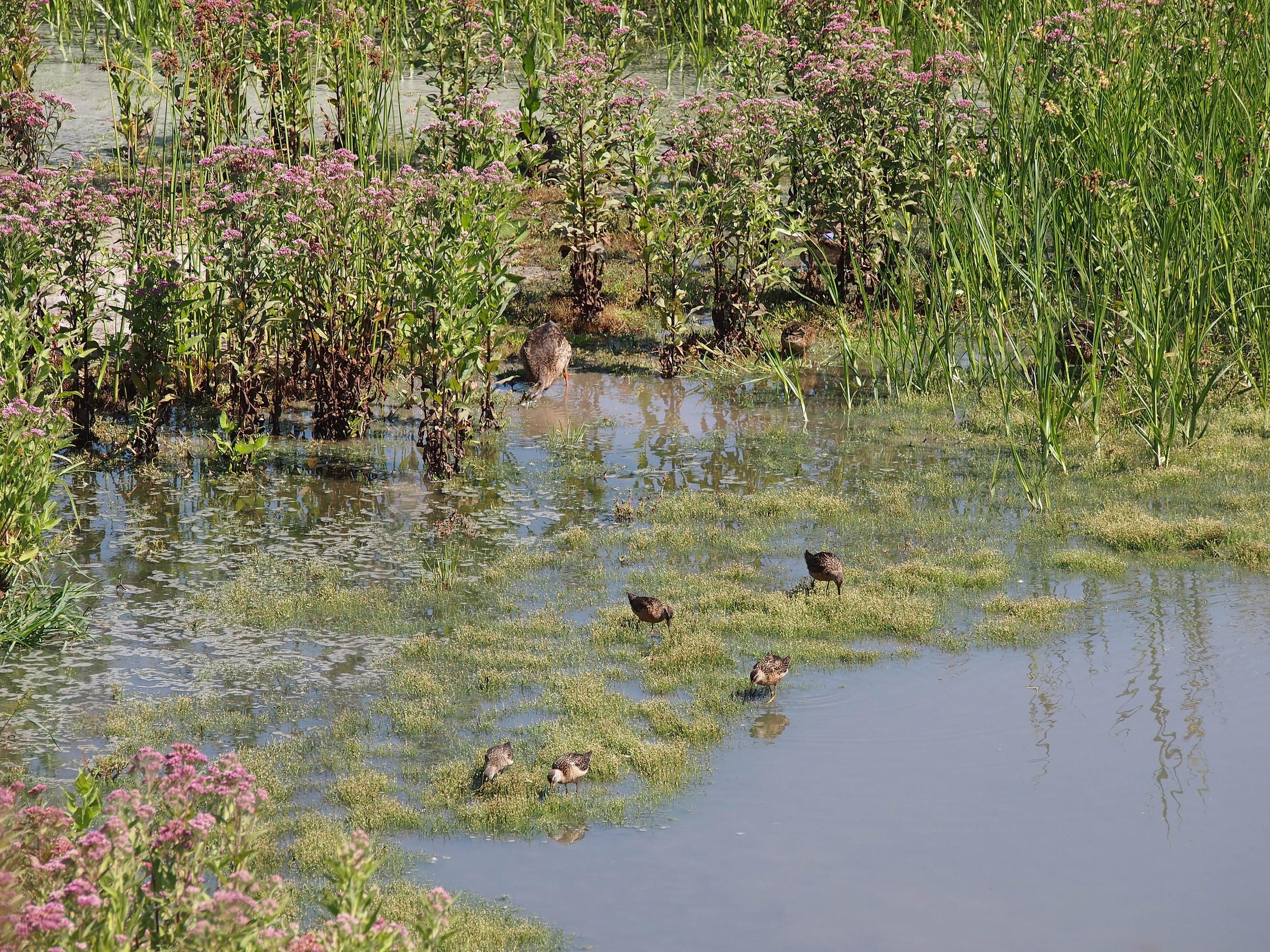 IRWD San Joaquin Marsh & Wildlife Sanctuary | Natural Atlas