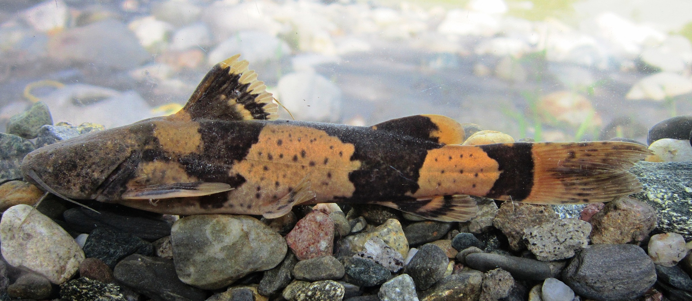 Bumblebee Catfish Natural Atlas