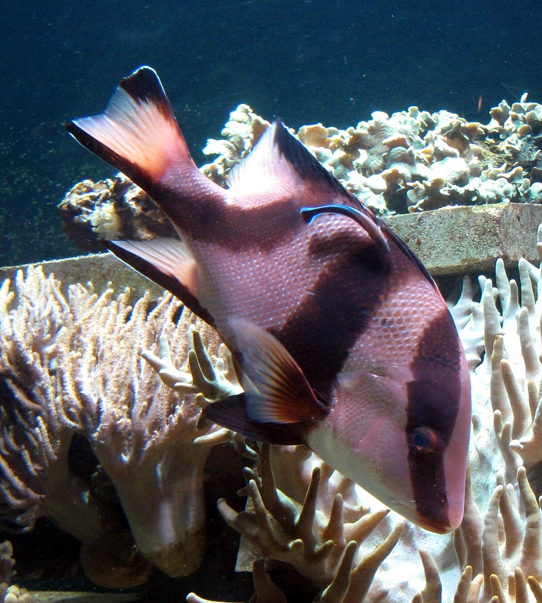 Emperor Red Snapper | Natural Atlas