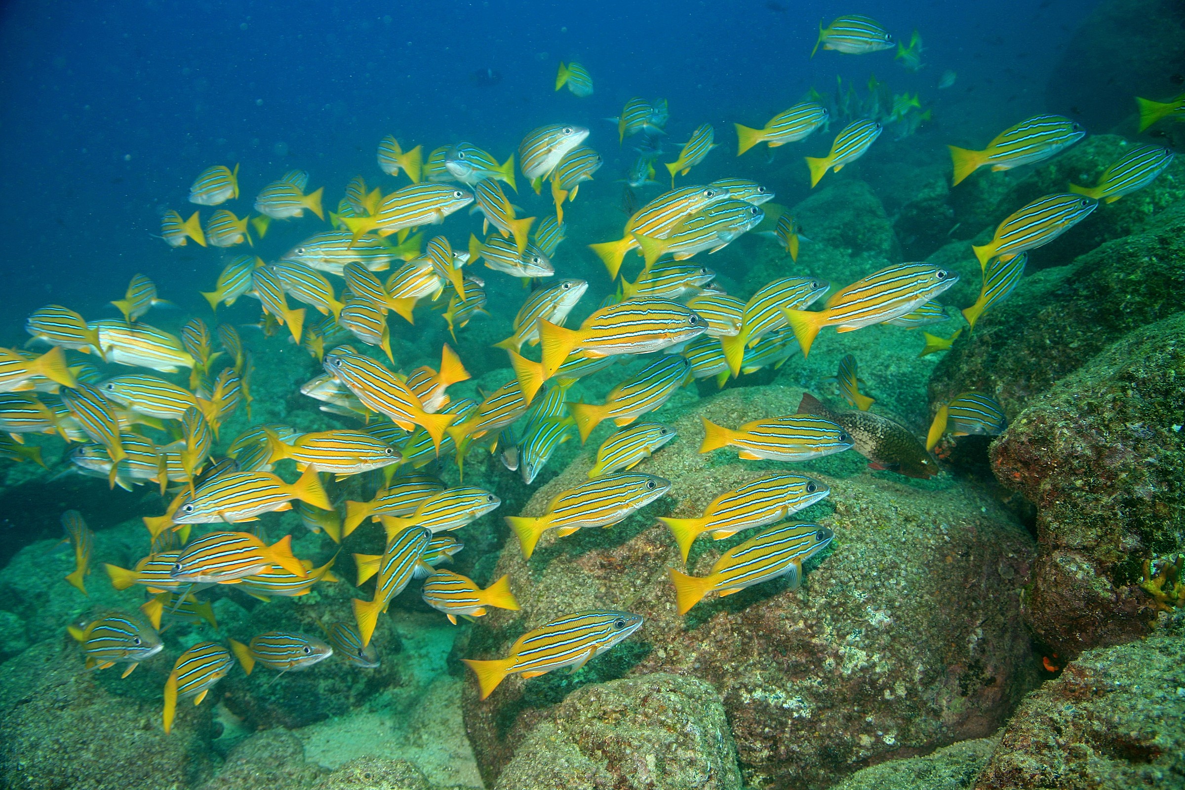 Blue and Gold Snapper Natural Atlas