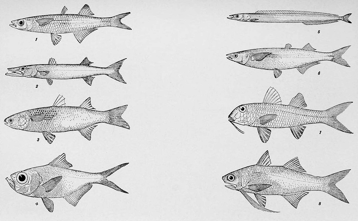 Threadfin Natural Atlas