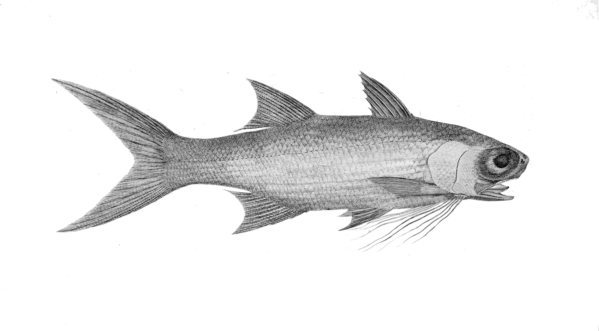 Threadfin Natural Atlas