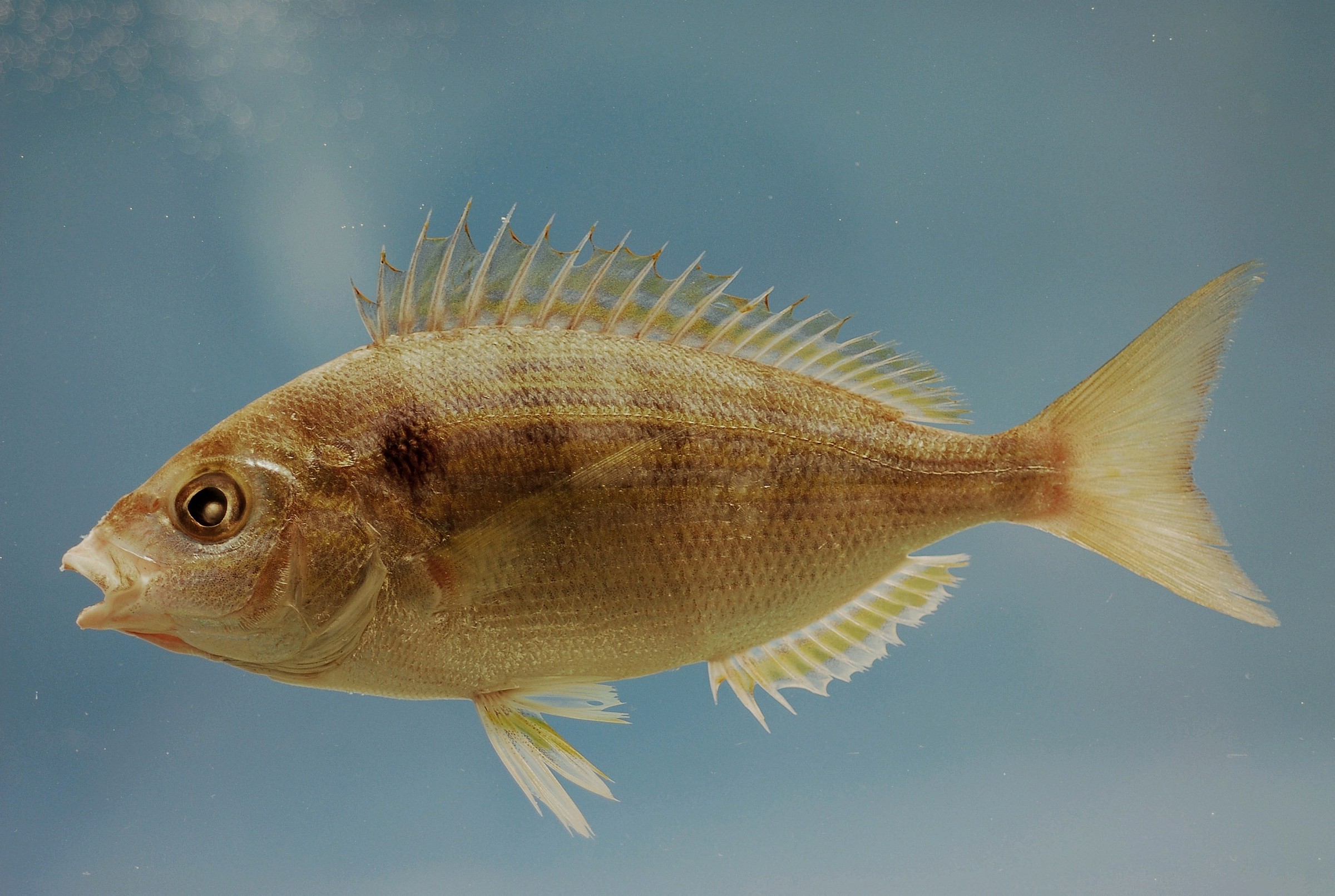 Pinfish | Natural Atlas
