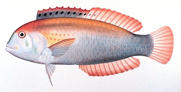 Razorfish Wrasse | Natural Atlas