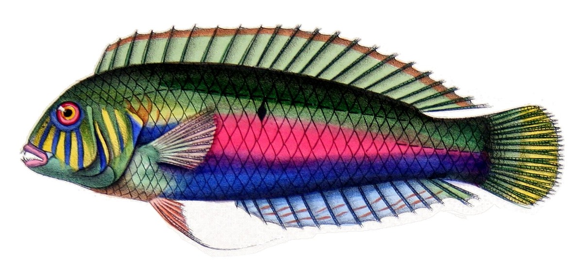 Razorfish Wrasse | Natural Atlas