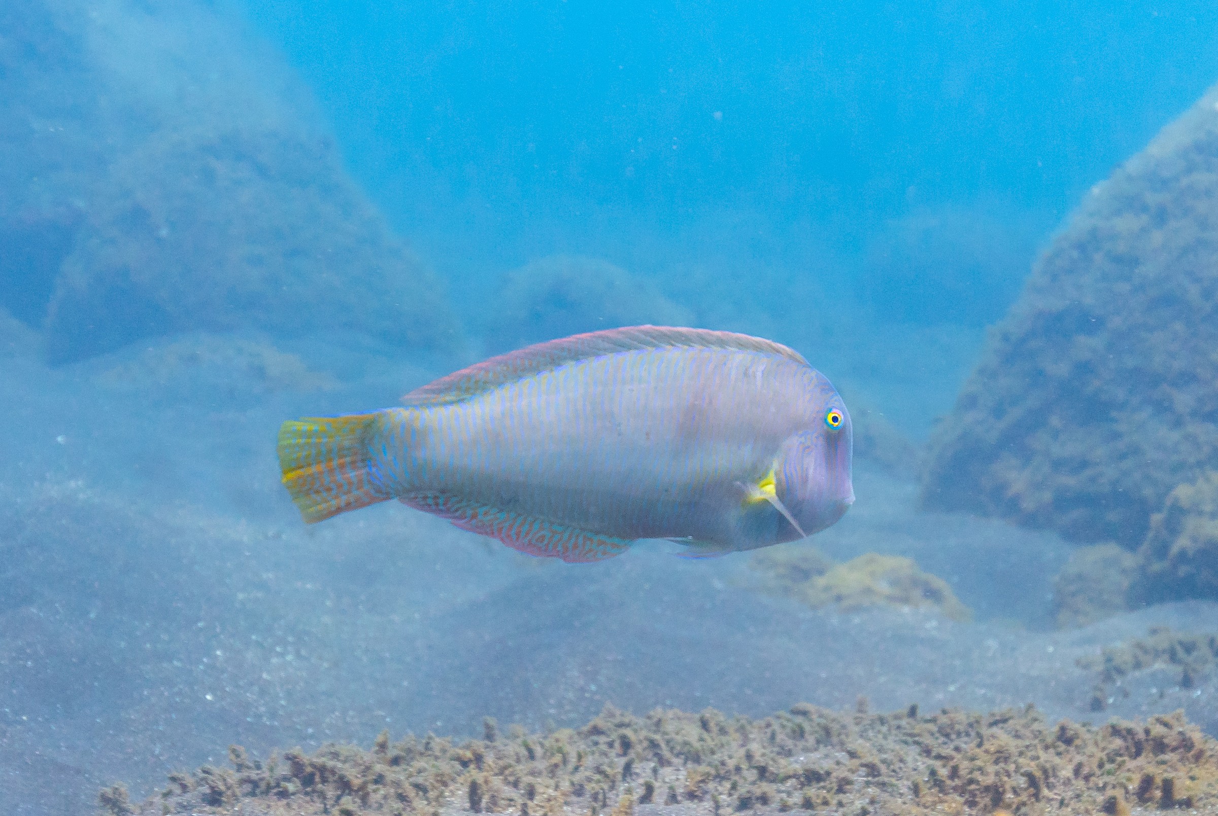 Razorfish Wrasse | Natural Atlas