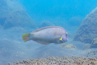 Razorfish Wrasse | Natural Atlas