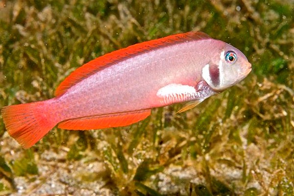 Razorfish Wrasse | Natural Atlas