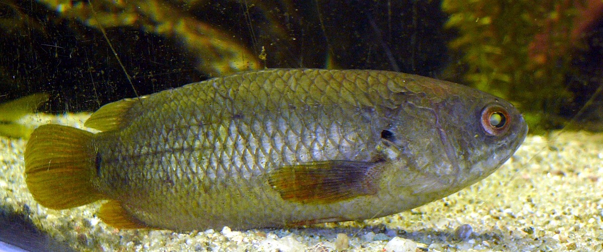 Climbing Gourami Natural Atlas