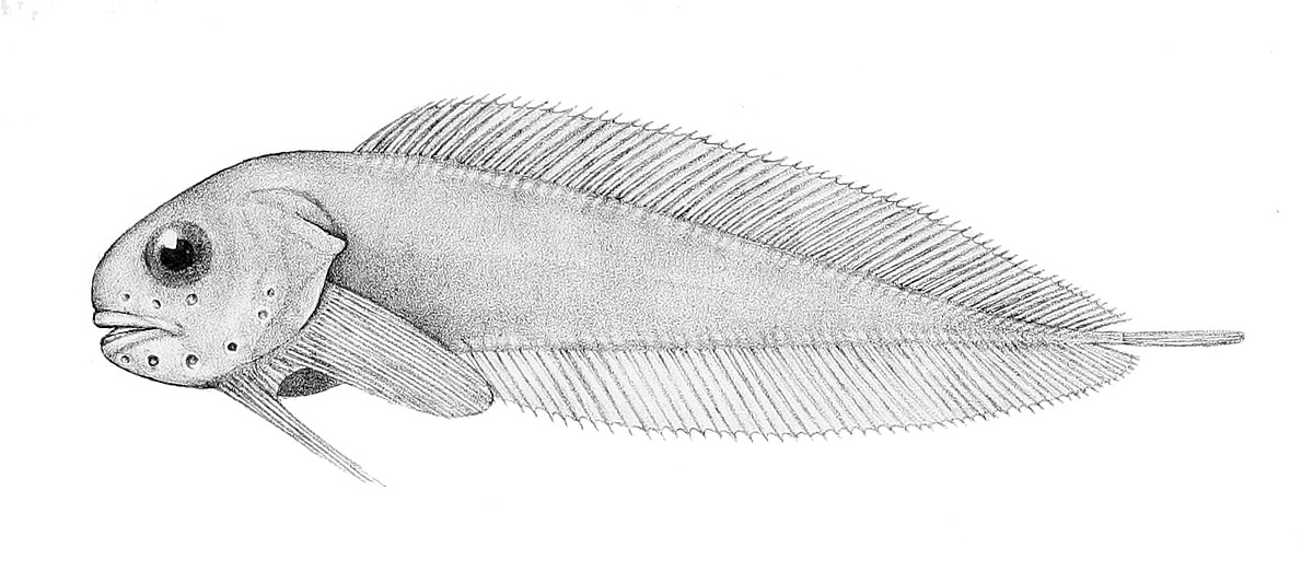 Snailfish Natural Atlas